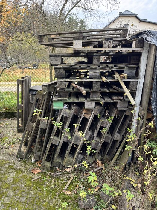 ZA DARMO Palety i pieńki z tuj