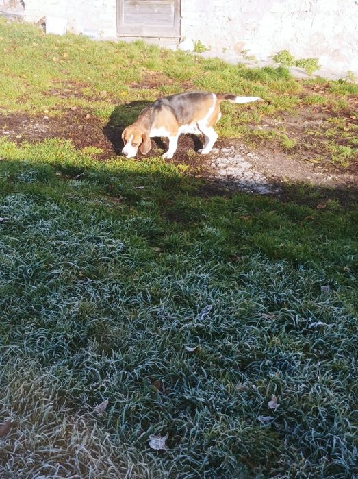 Beagle dorosła suka