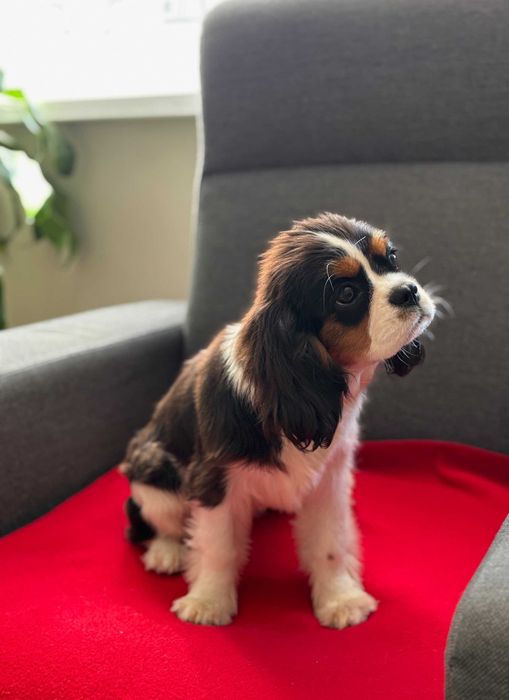 Cavalier SUCZKA z rodowodem ZKwP FCI