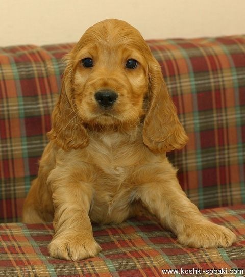 "Пухнасті щастя для вашого дому"