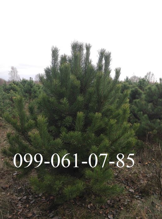 Новорічна ялинка опт Сосна