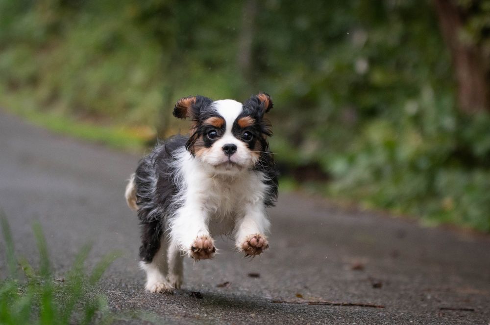 Cavalier King Charles Spaniel ZKwP FCI
