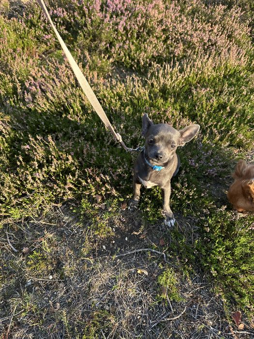 Piesek chihuahua krotkowlosa z metryka FCI ZKwP