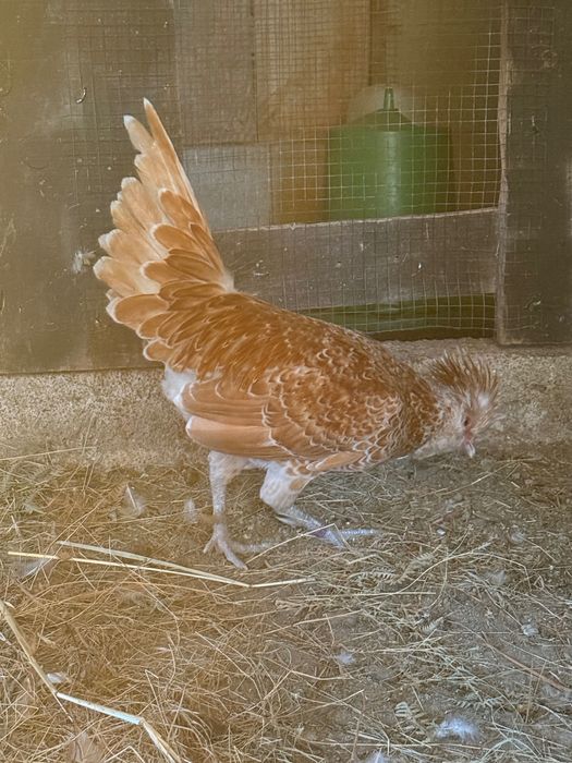 Macho da raça paduana