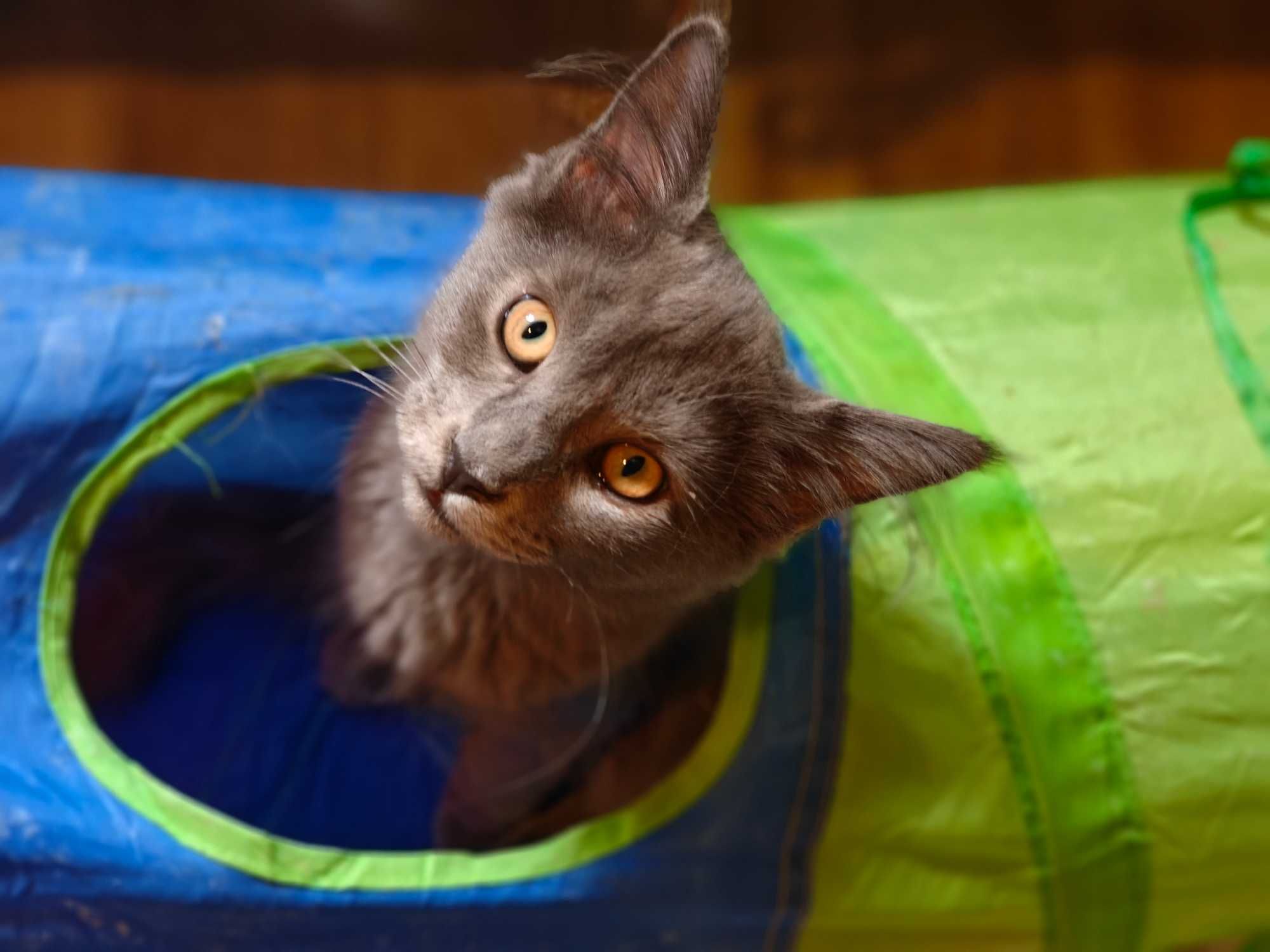 Kocięta Mco Maine coon niebieskie srebrne dymne fpl ccf