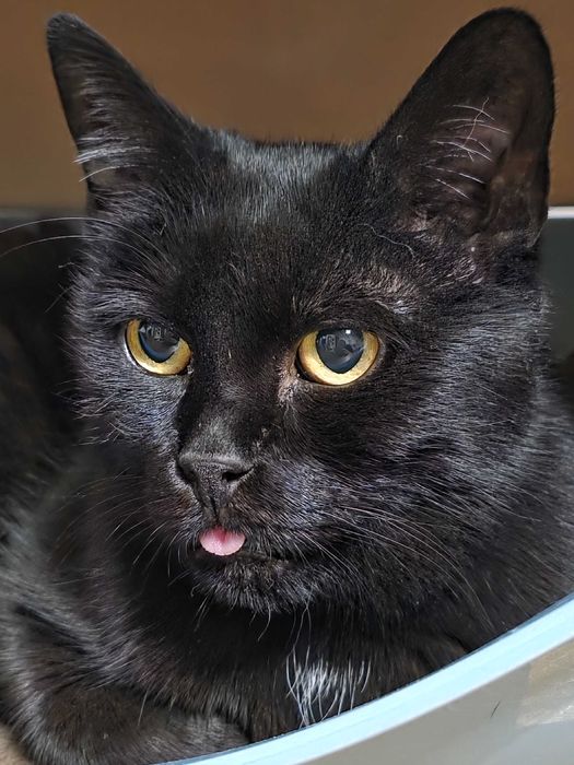 Misia z Fundacji Miasto Kotów