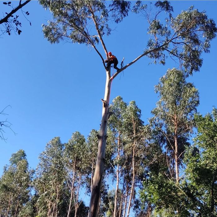 Limpeza terrenos abate, poda de árvores e aplicação de fitofarmacos