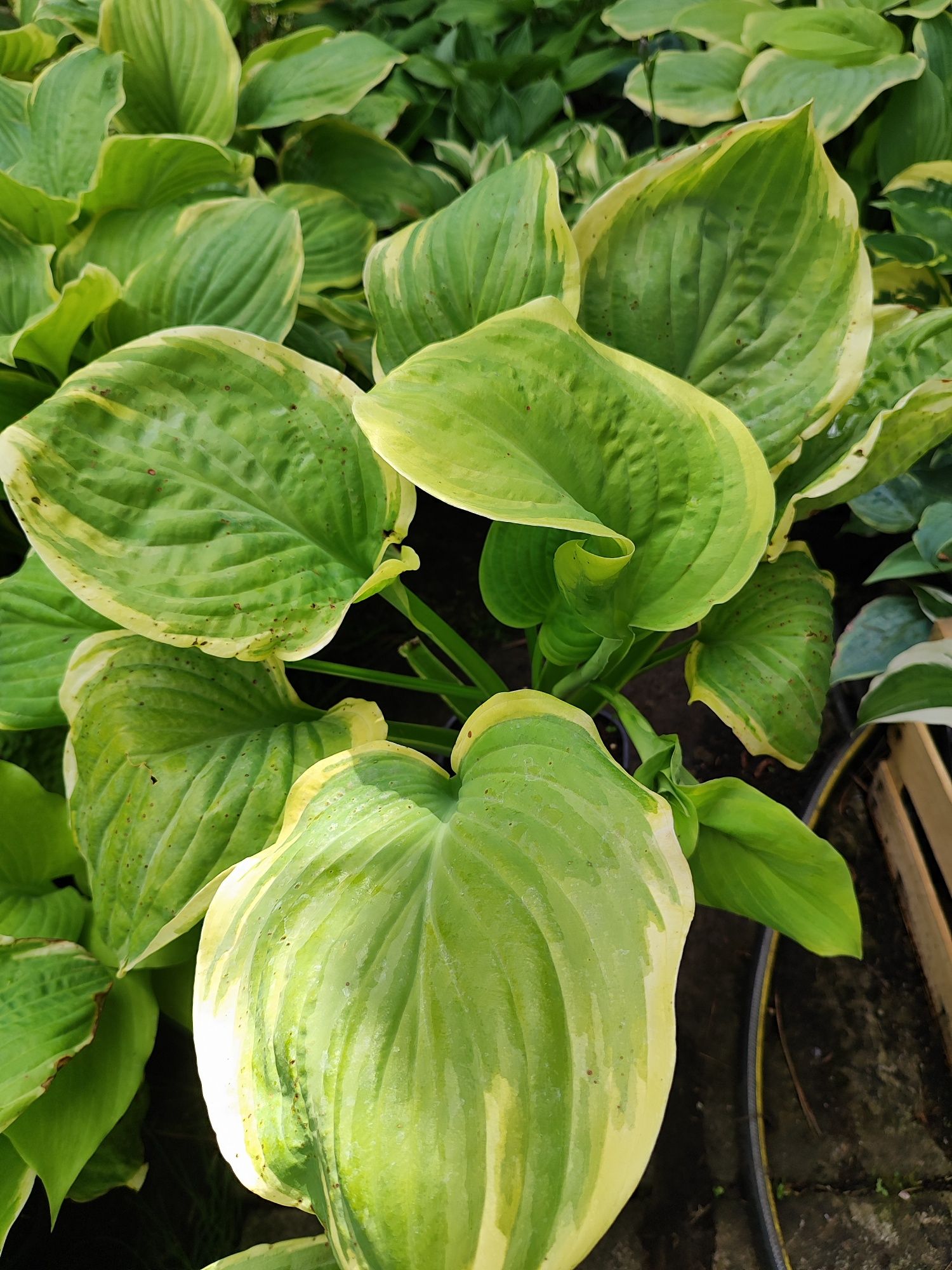 Funkia hosta różne odmiany