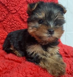 Yorkshire terrier york