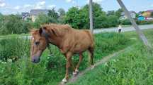 Продам Коня, 13 років
