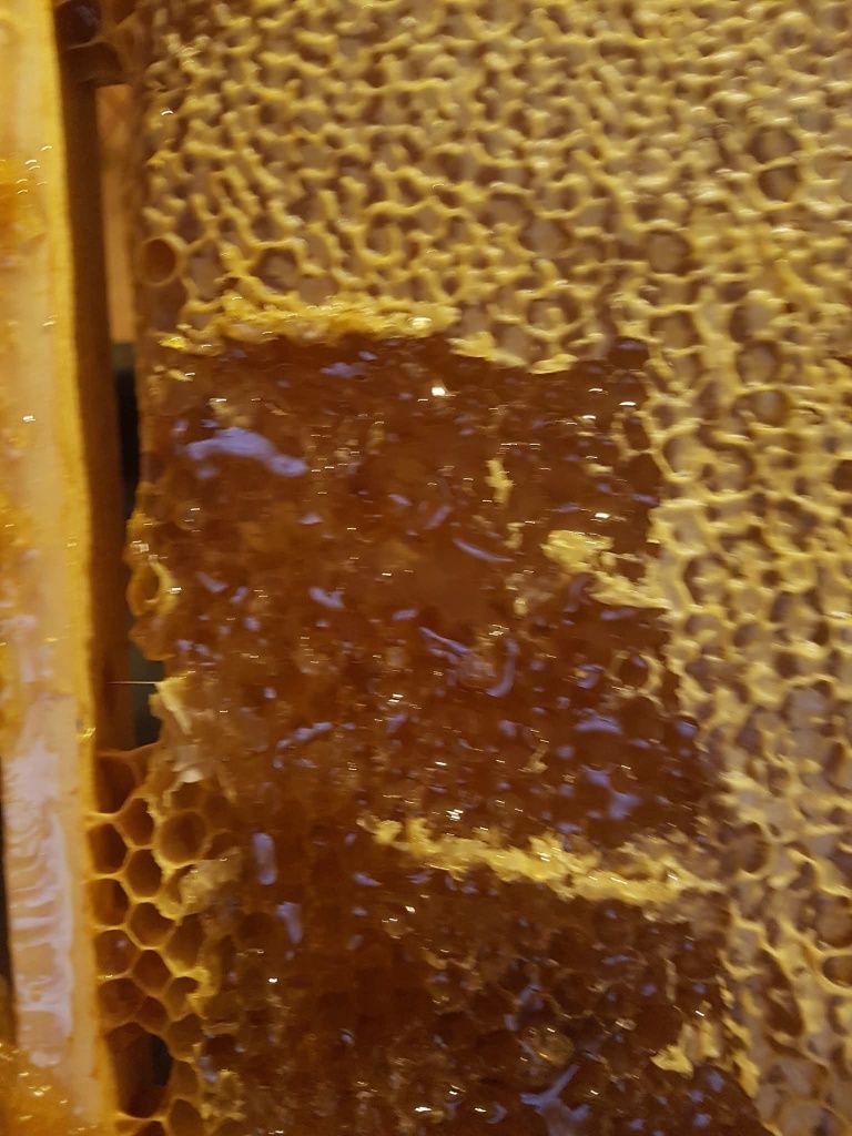Miód leśny z wlasnej pasieki 0.9l