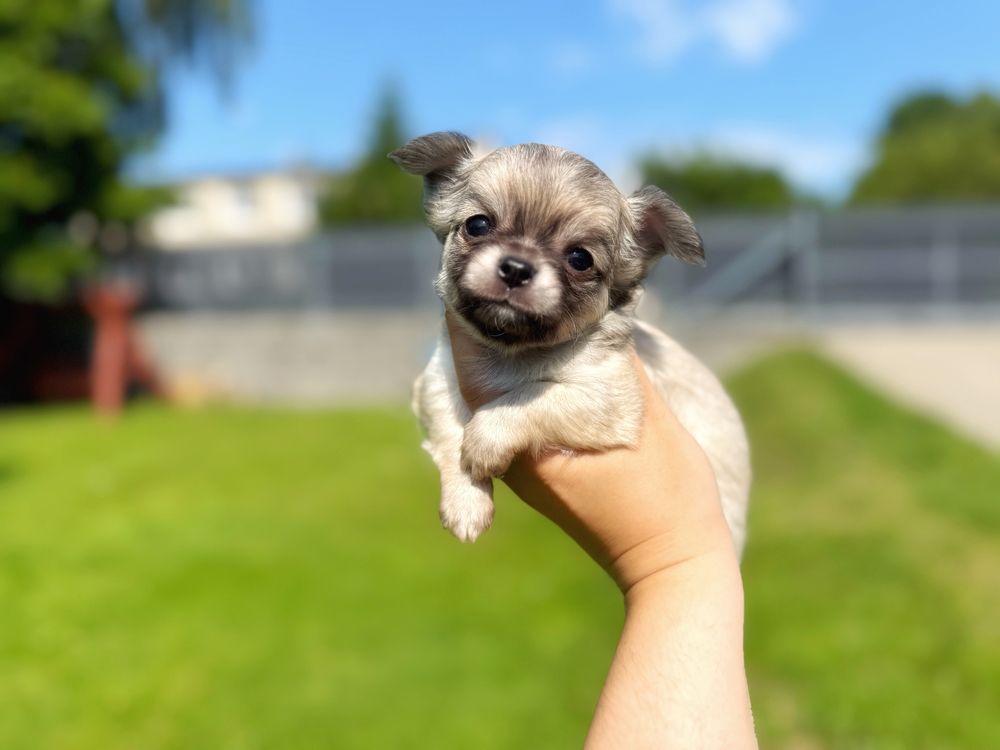 Gotowy do odbioru ! Chihuahua długowłosy chłopiec ZKwP FCI