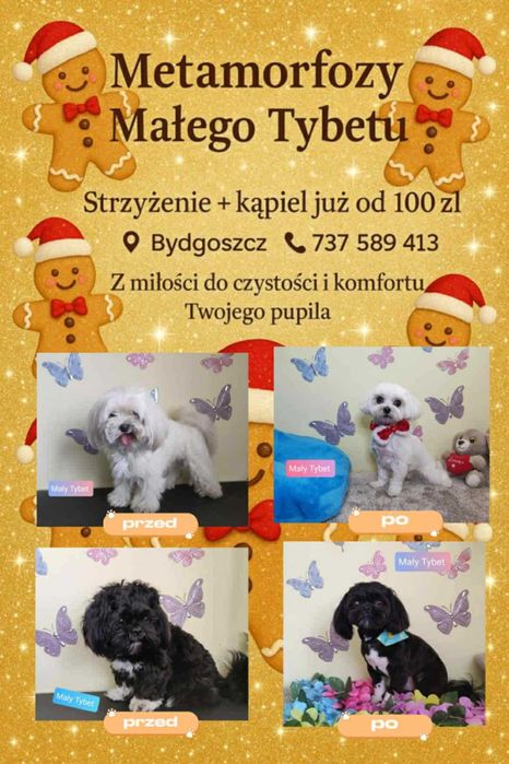 Psi Fryzjer Mały Tybet