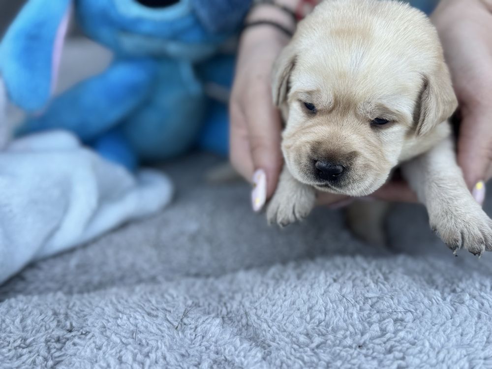 Labrador Retriver miot A -Aiszka