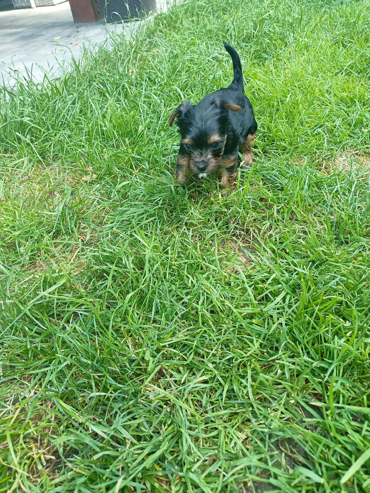 Yorkshire terrier