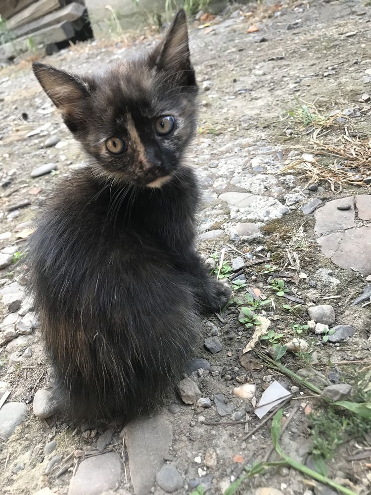 Віддам кошеня в хороші руки