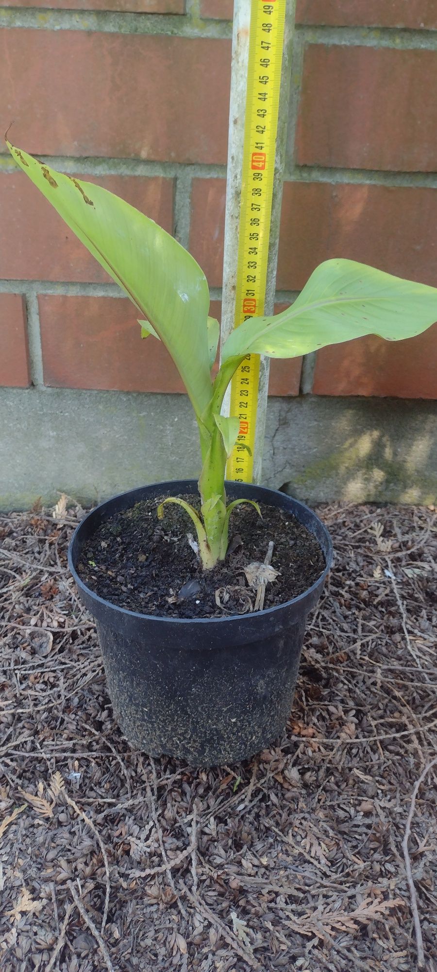 Bananowiec Musa basjoo Zimujący w gruncie