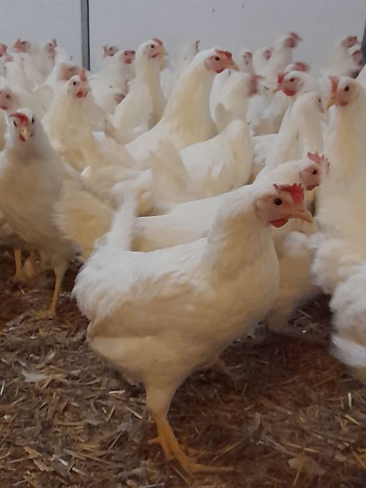 Kury Nioski Leghorn 24tyg z jajkiem Leghorny