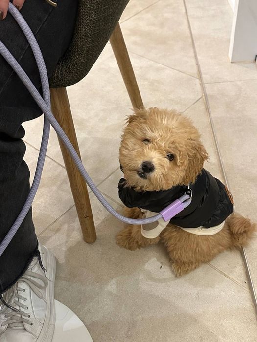 Мальтипу дівчинка