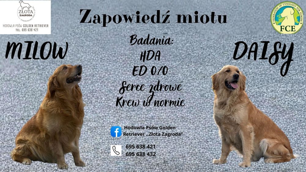 Golden Retriever zapowiedź miotu