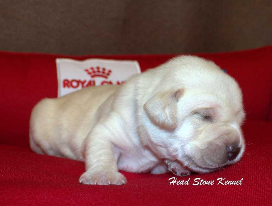 Щенки питомника Лабрадор ретривер