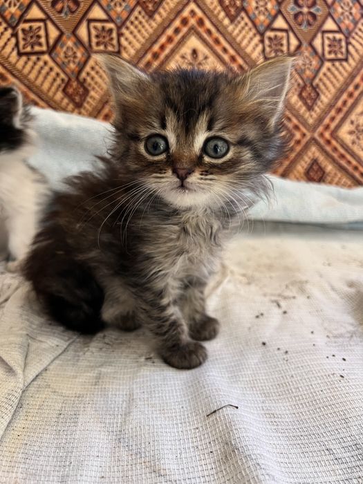 Кошенята безкоштовно