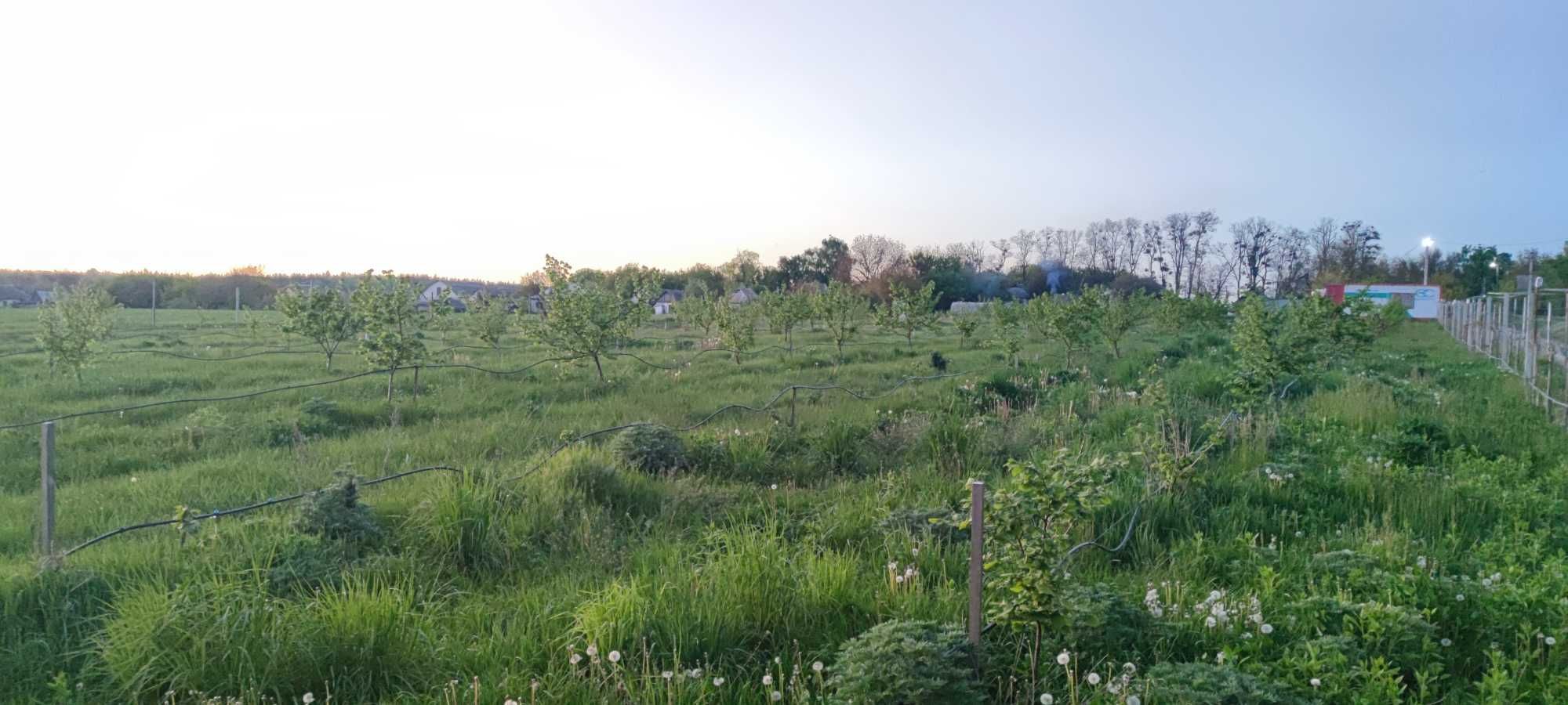 Земельна ділянка для ведення ОСГ 0,5 га
