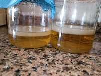 Kombucha com líquido starter (também envio por CTT)