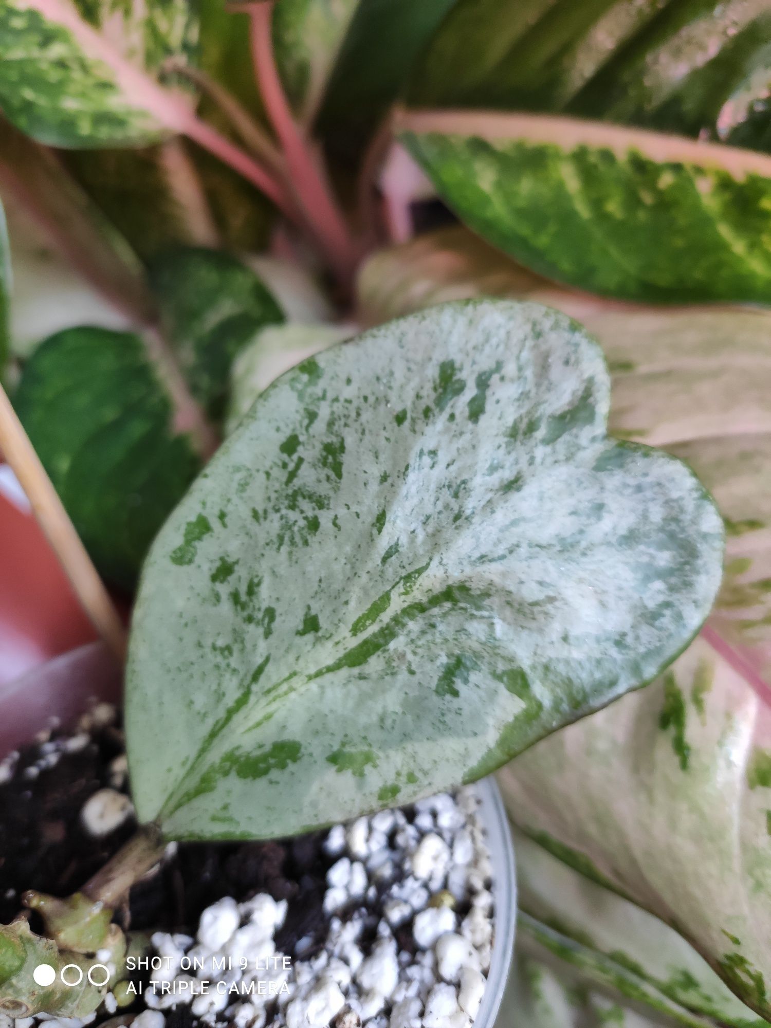 Hoya kerri silver (full silver)