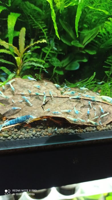 Krewetki caridina blue bold