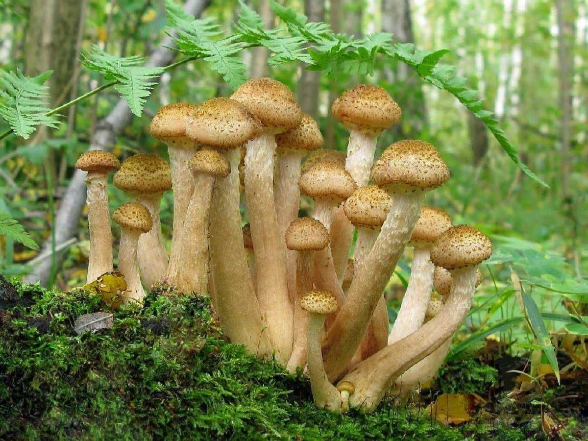 Мицелий опенка осеннего - выращиваем грибы дома