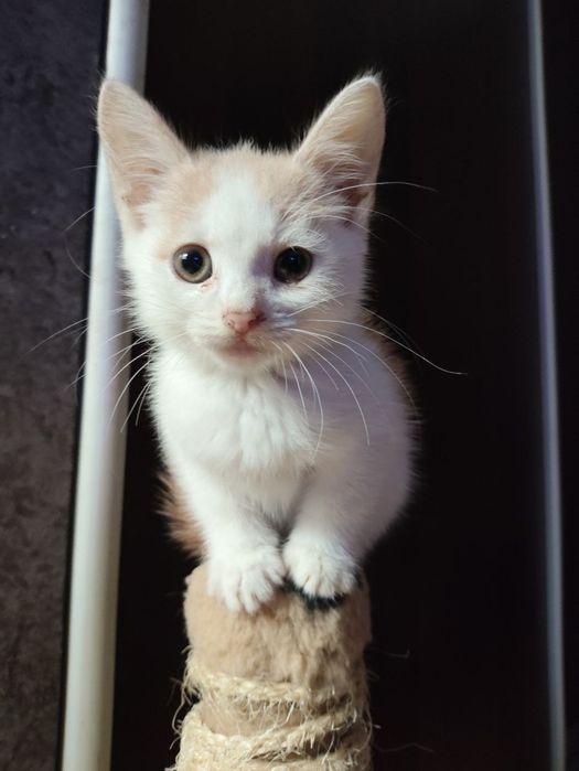Кошеня шукають родину.