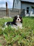 Cavalier King Charles spaniel piesek