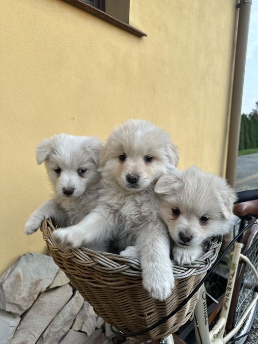 Oddam biale sliczne pieski