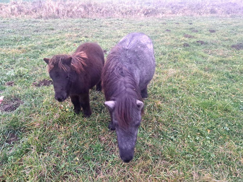 Kucyki ogierki 0,5 roku i 1,5 roku