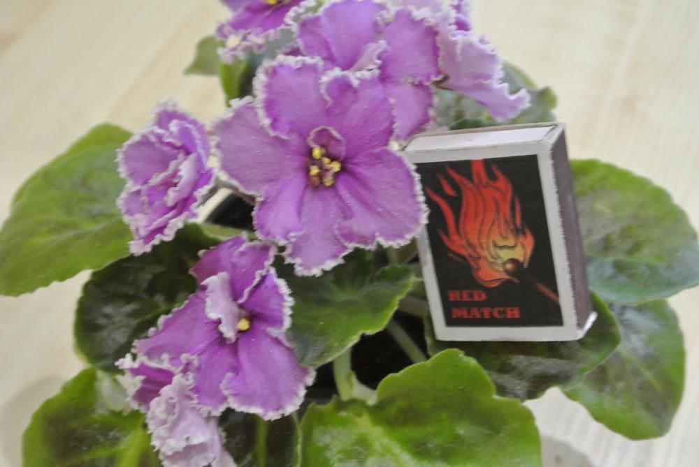 Продам фиалку "РОСКОШНЫЕ РЮШИ"