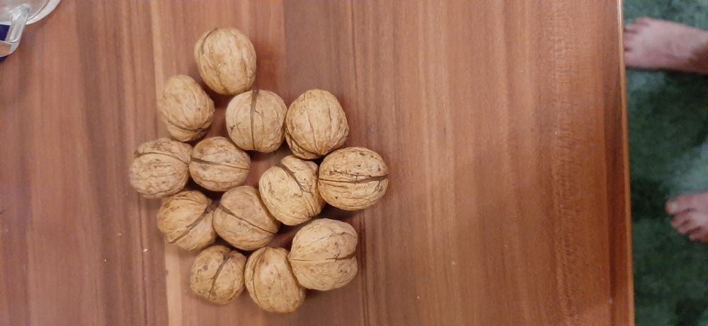 Горіхи волоські.