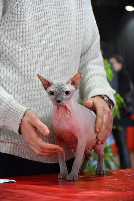 Gatinha Sphynx Adulta