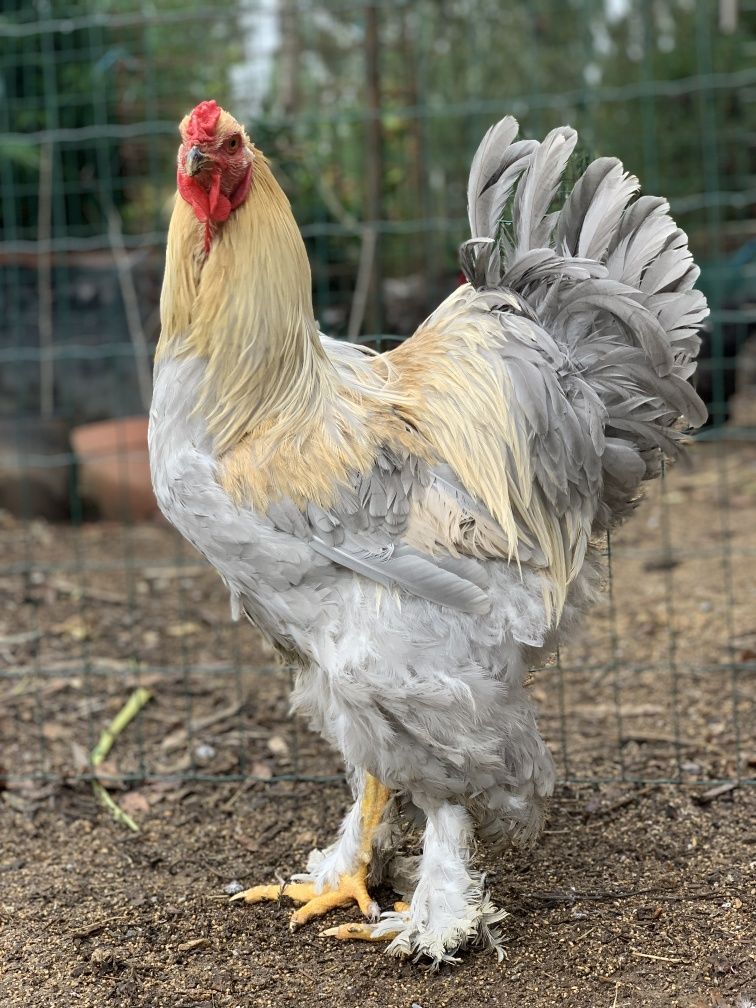 Brahma isabella (ovos)