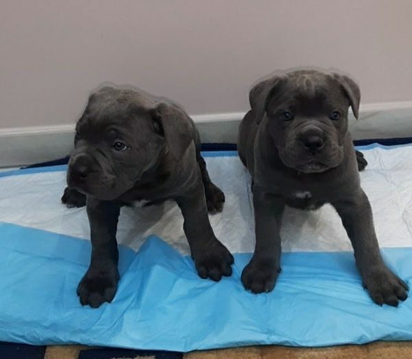 Кане корсо голубого забарвлення.