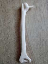 Kość udowa lewa kostek szkielet ciało człowieka Tajemnice ludzkiego