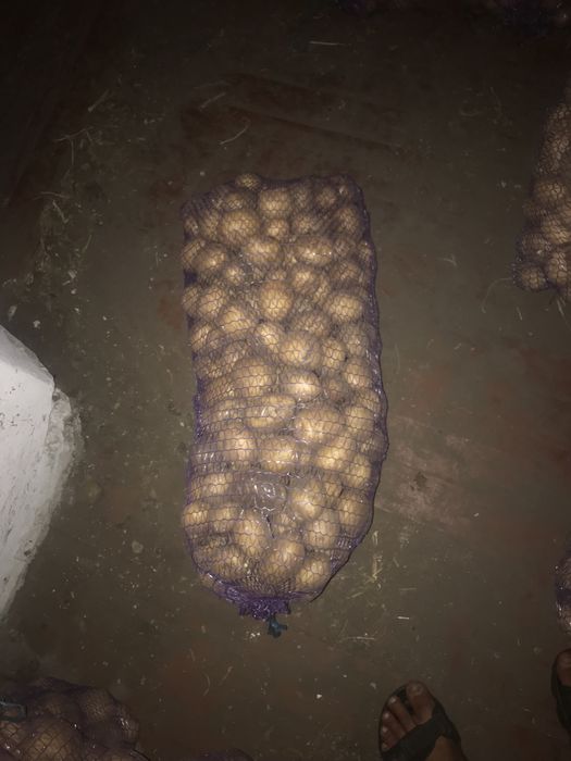 Продам картопля Рів'єра