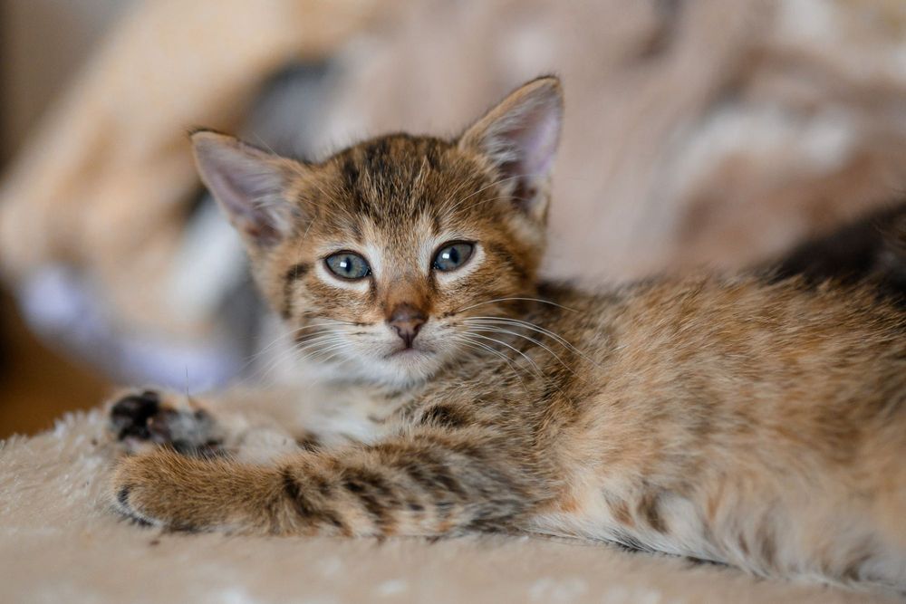 Котята  хлопчик та дівчинка