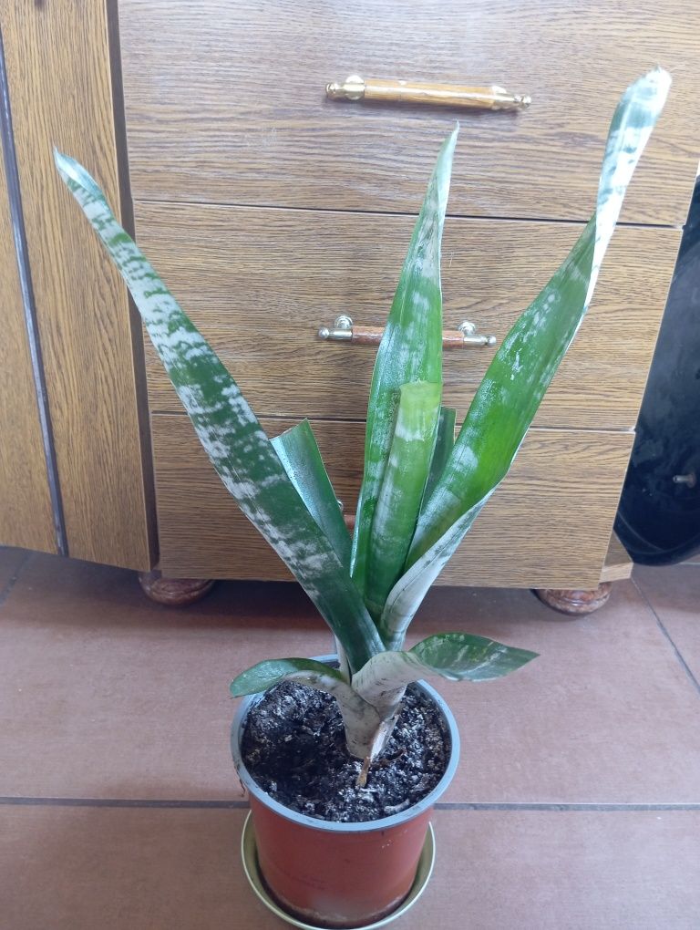 Bilbergia, echmea sadzonka