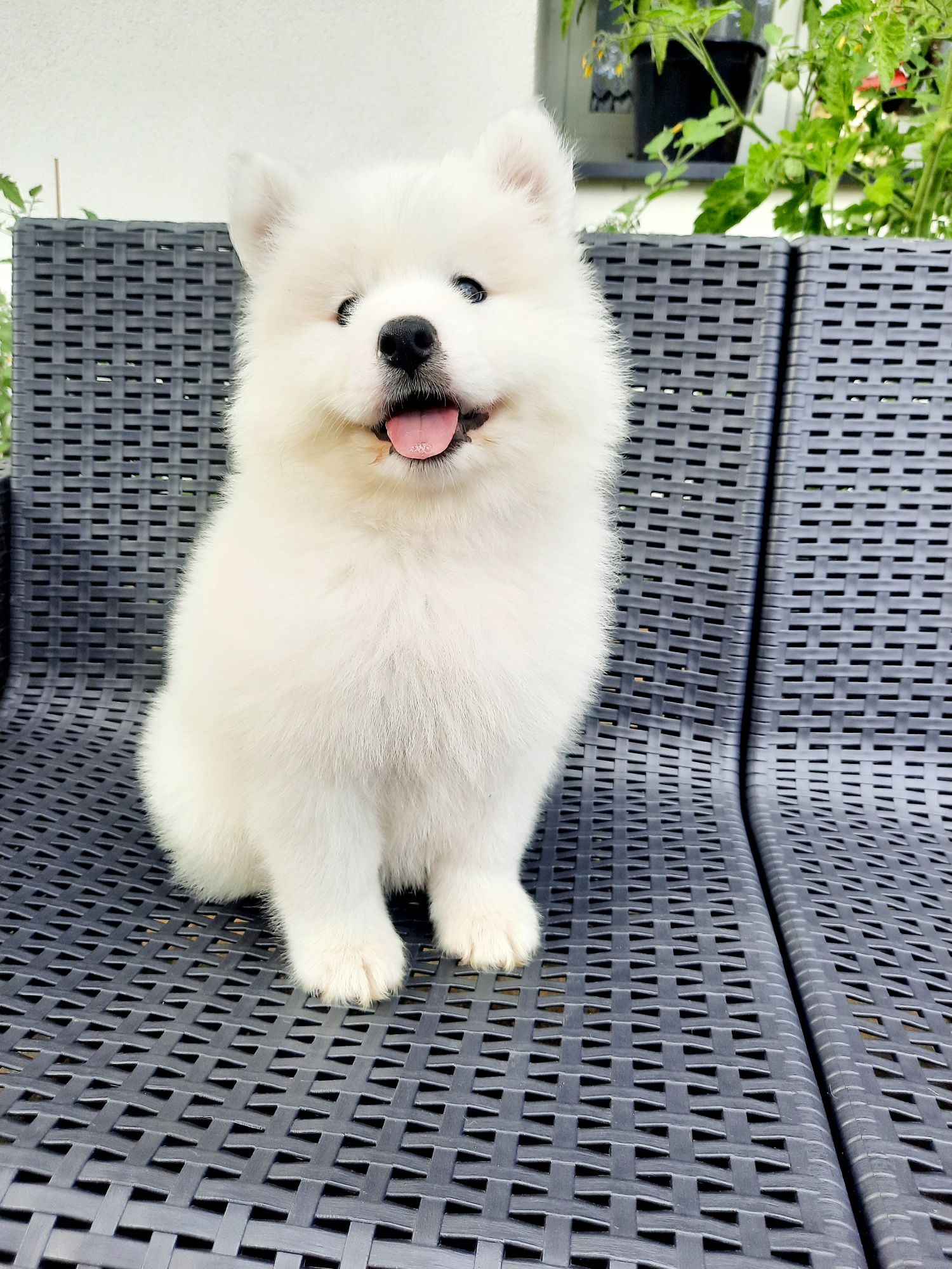 Samoyed typ misia suczka