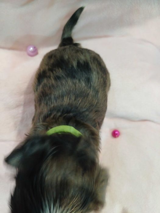 ARIA blue merle z niebieskim okiem