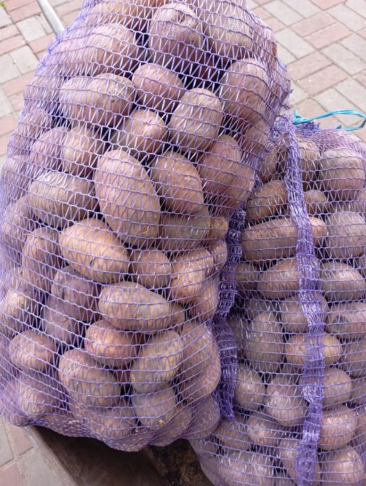 Продам картоплю їстівну та дрібну