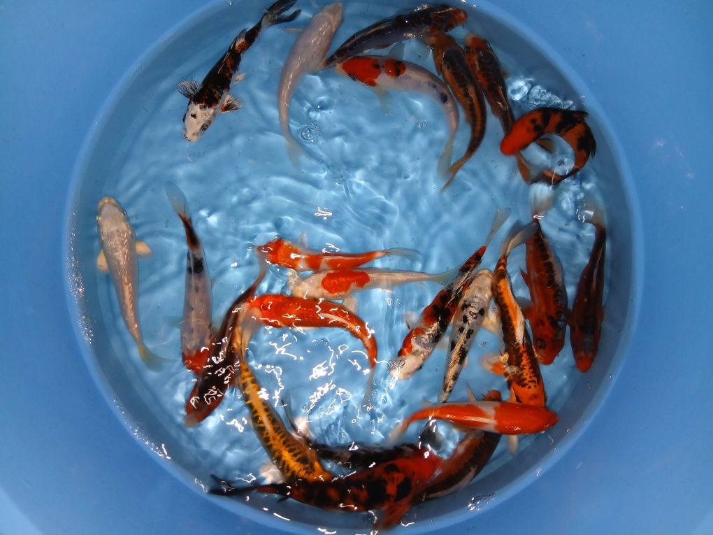 Carpas  koi 15cm