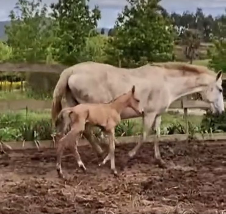 Égua Puro Sangue Lusitano – Excelente Reprodutora