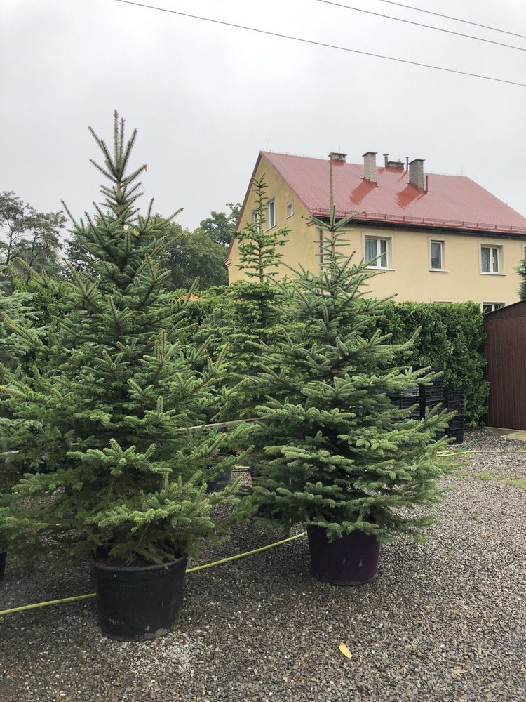 Świerk kłujący srebrny. Choinki. 70-250 cm